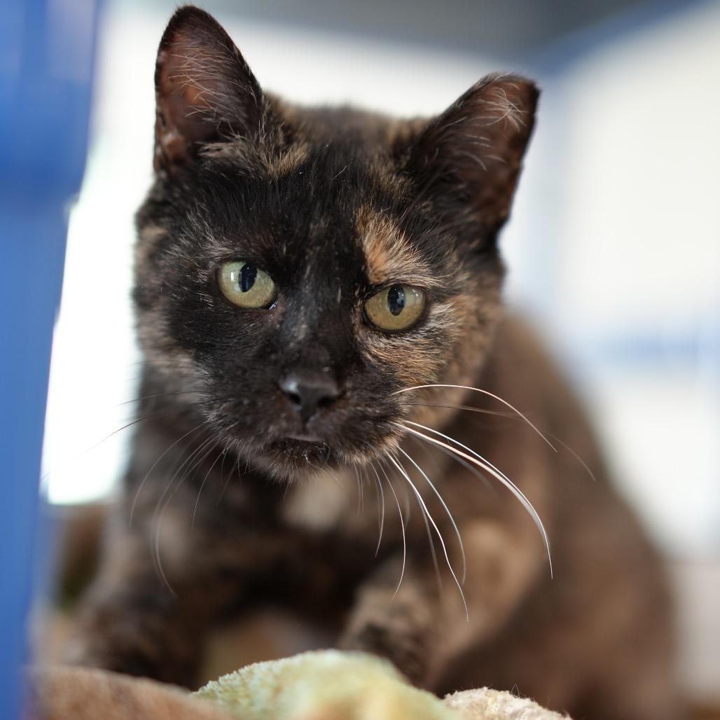 Lily, a Adoptable Domestic Short Hair in Huntsville, AL image 4/6