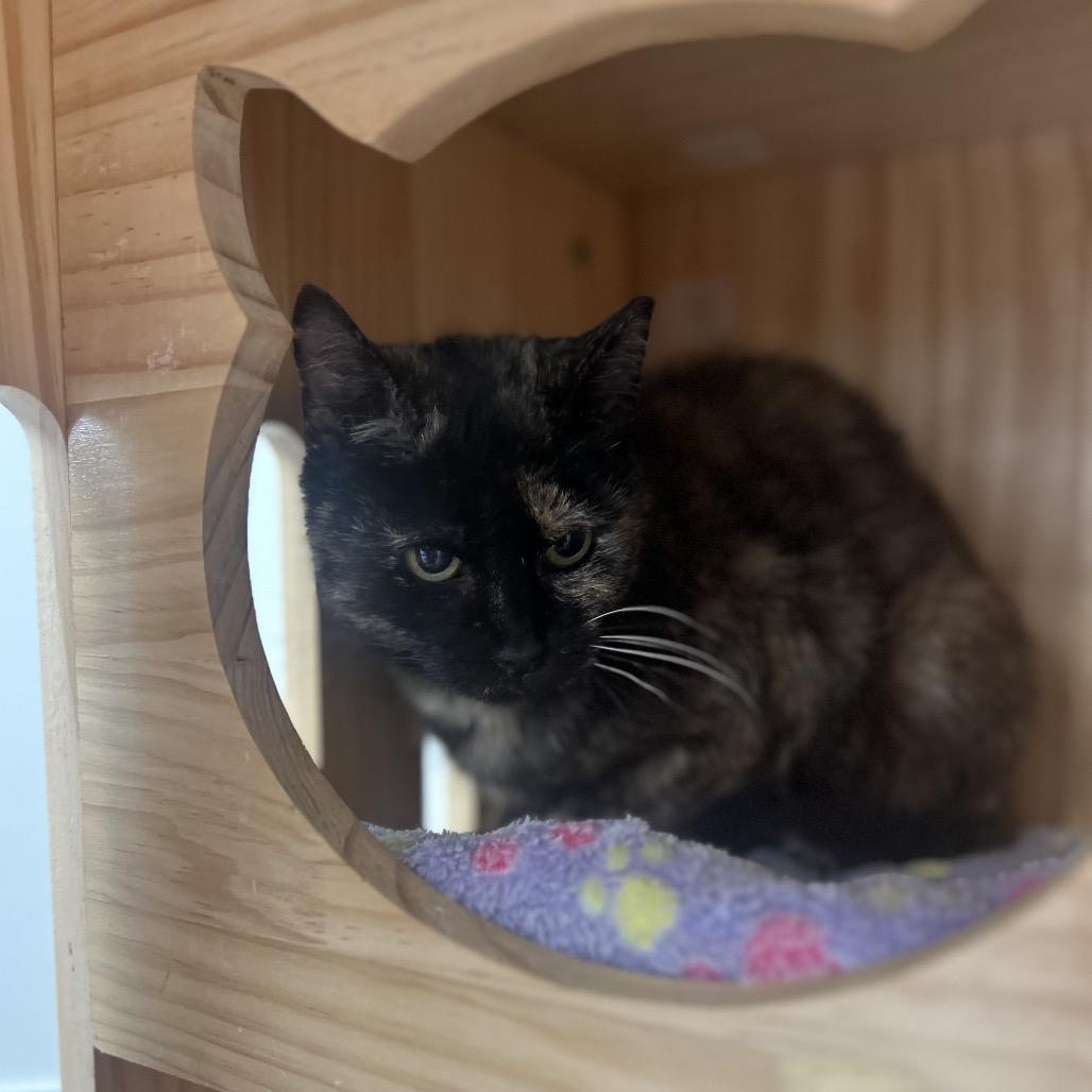 Lily, a Adoptable Domestic Short Hair in Huntsville, AL image 5/6