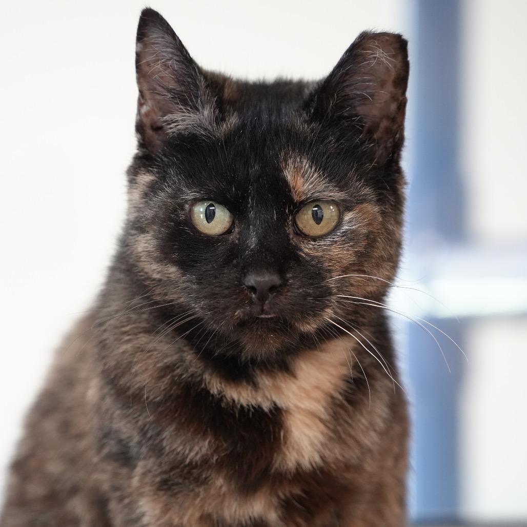 Lily, a Adoptable Domestic Short Hair in Huntsville, AL image 6/6