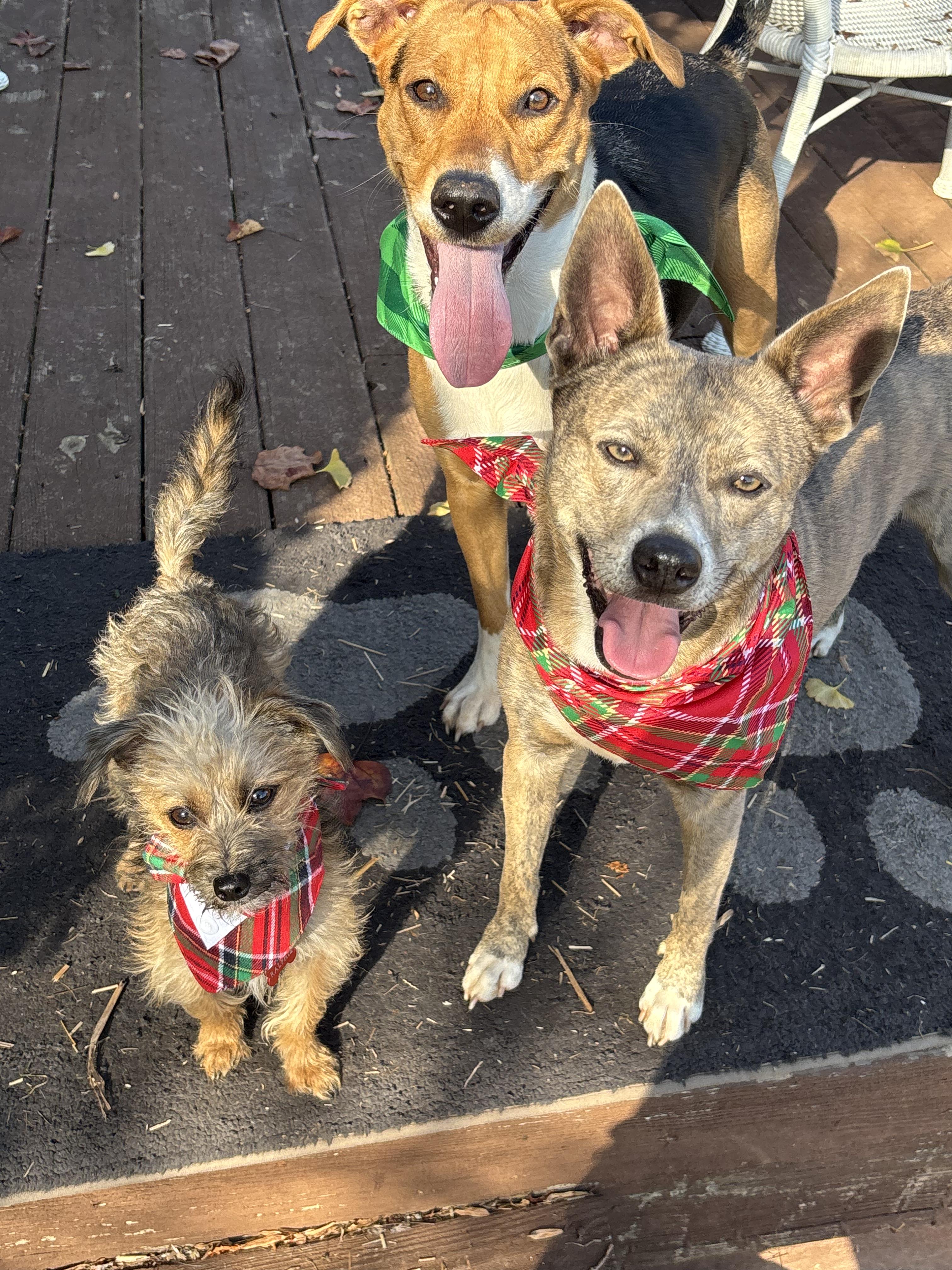 Enlarge Stella, a ADOPTABLE mixed breed in Denver, NC image 6/6