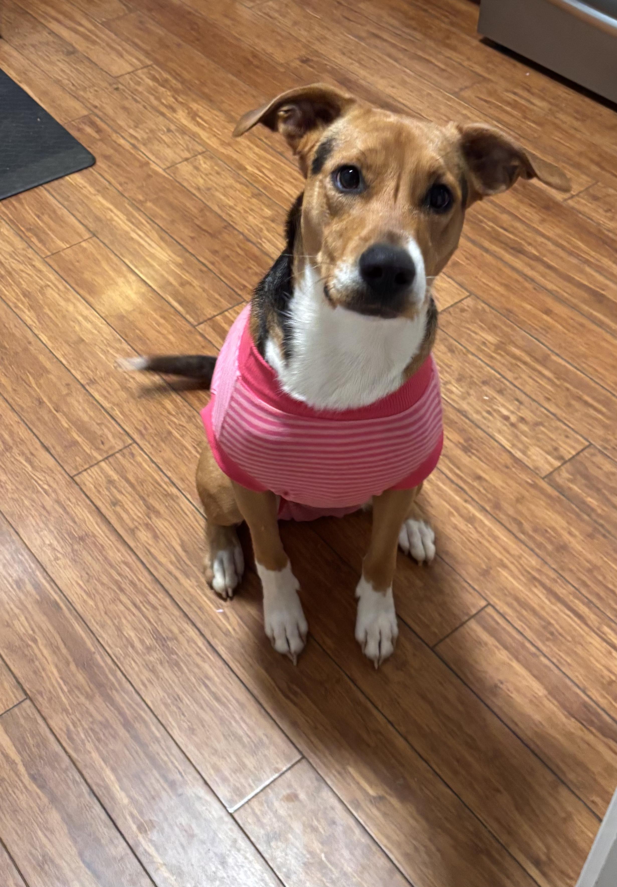 Enlarge Stella, a ADOPTABLE mixed breed in Denver, NC image 4/6