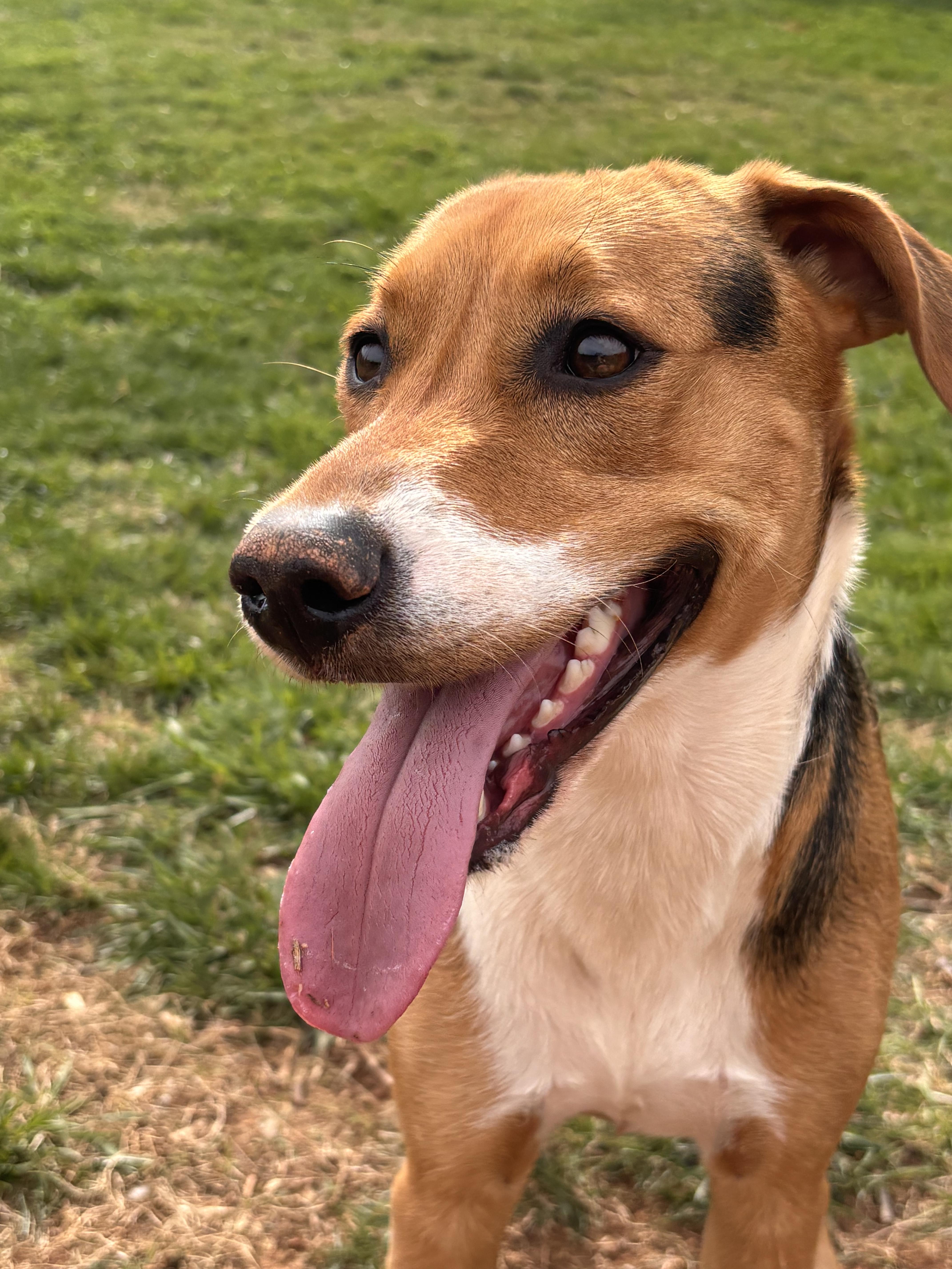 Enlarge Stella, a ADOPTABLE mixed breed in Denver, NC image 2/6