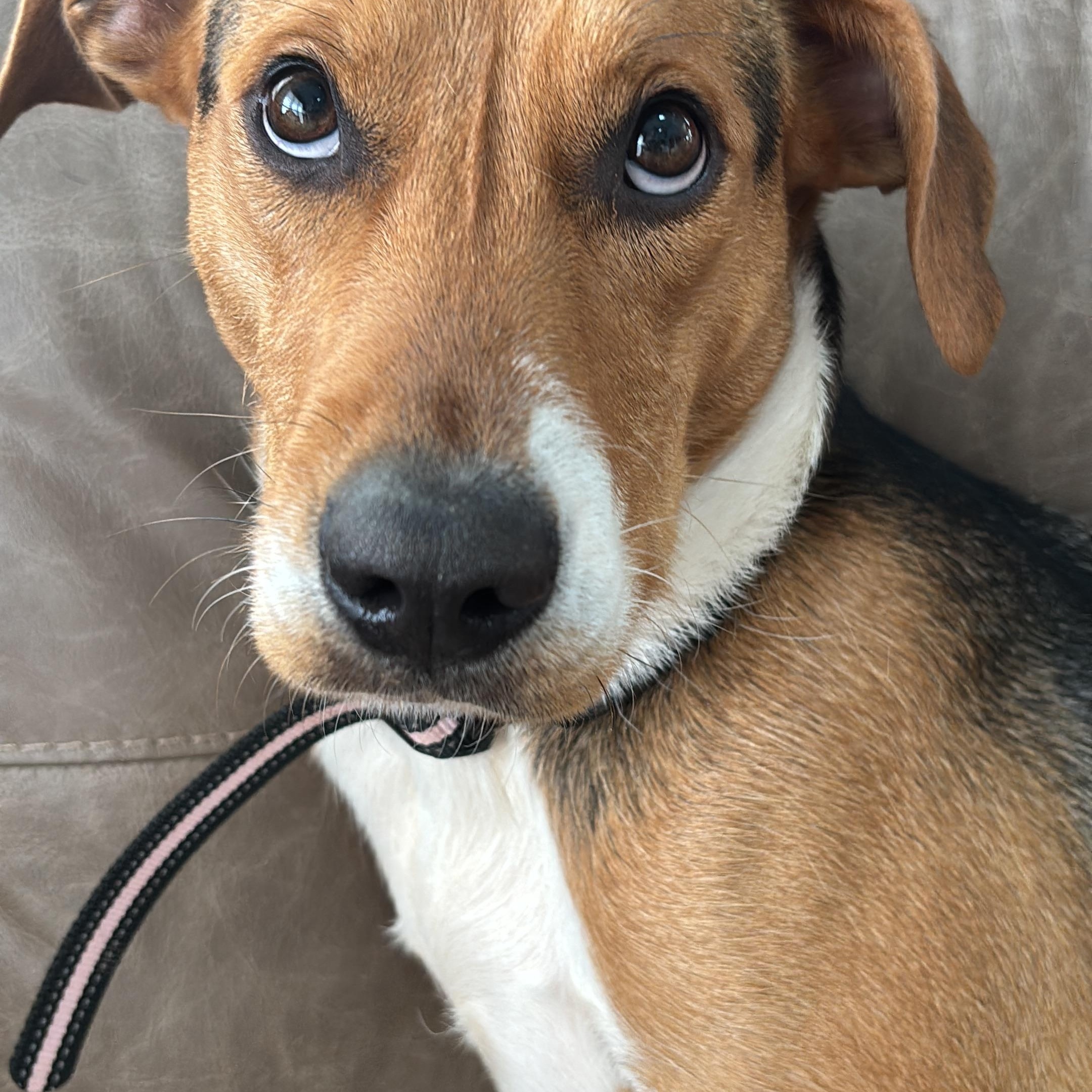 Enlarge Stella, a ADOPTABLE mixed breed in Denver, NC image 3/6