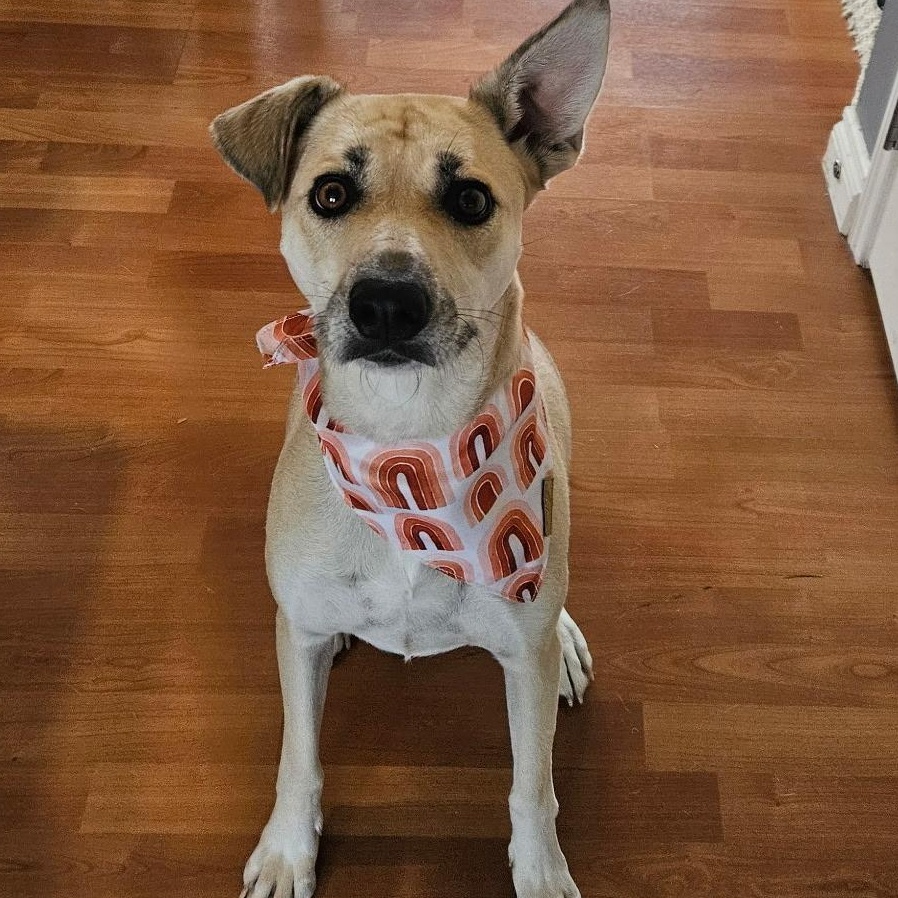 Lola, ADOPTABLE, Young Female German Shepherd Dog.