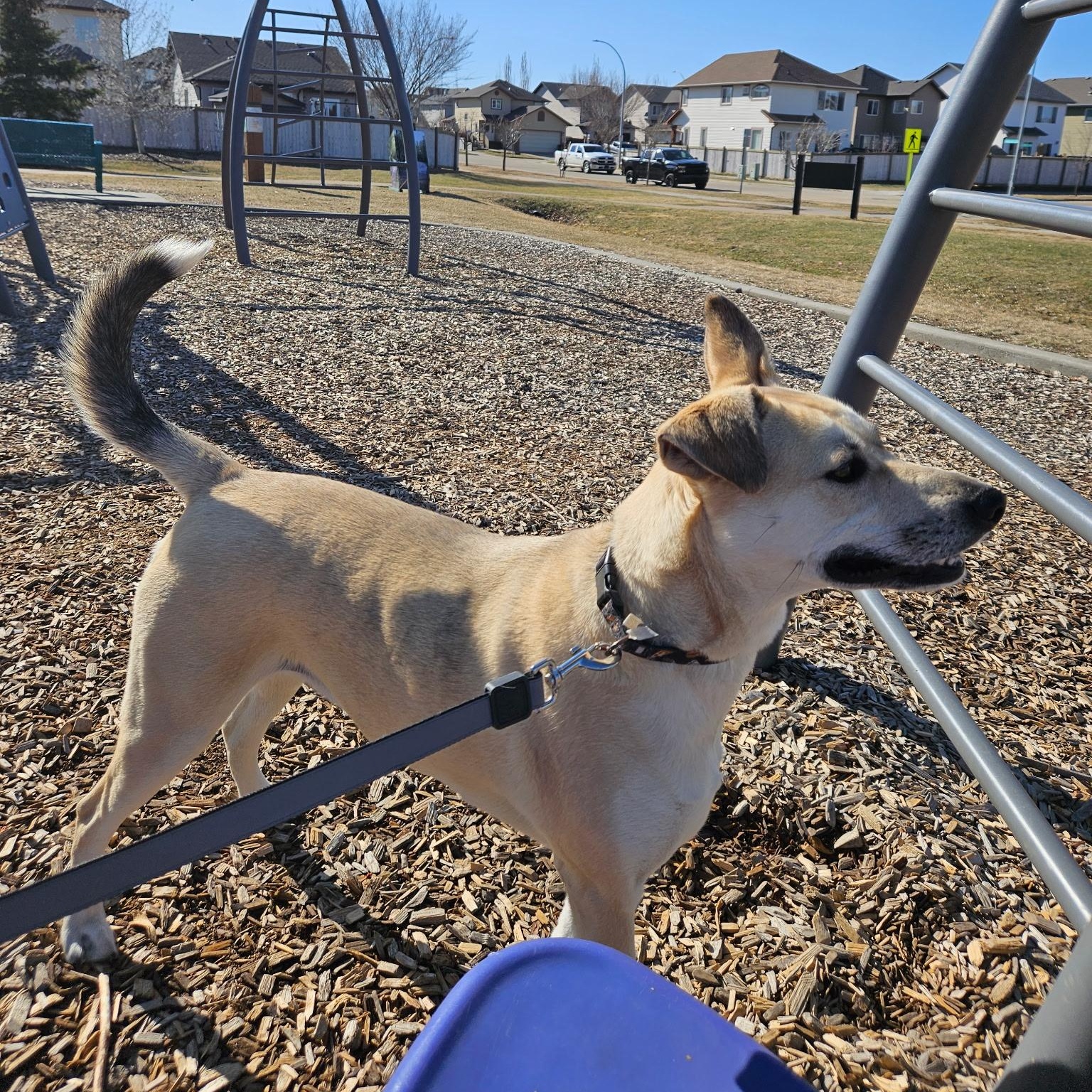 Enlarge Lola, a ADOPTABLE mixed breed in Edmonton, AB image 6/6