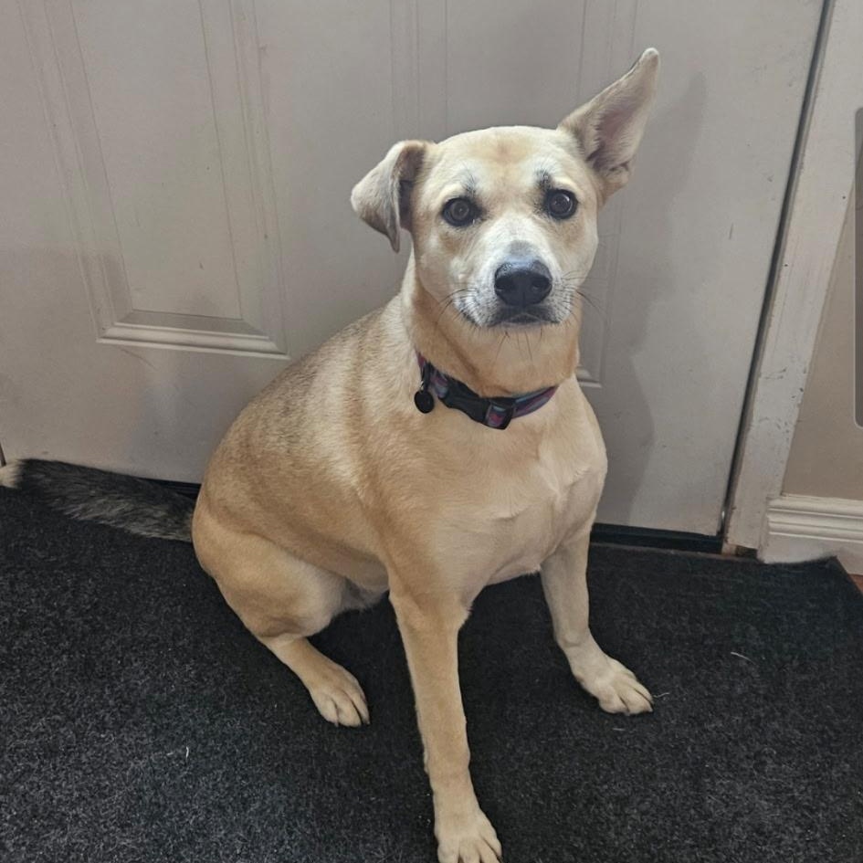Enlarge Lola, a ADOPTABLE mixed breed in Edmonton, AB image 5/6