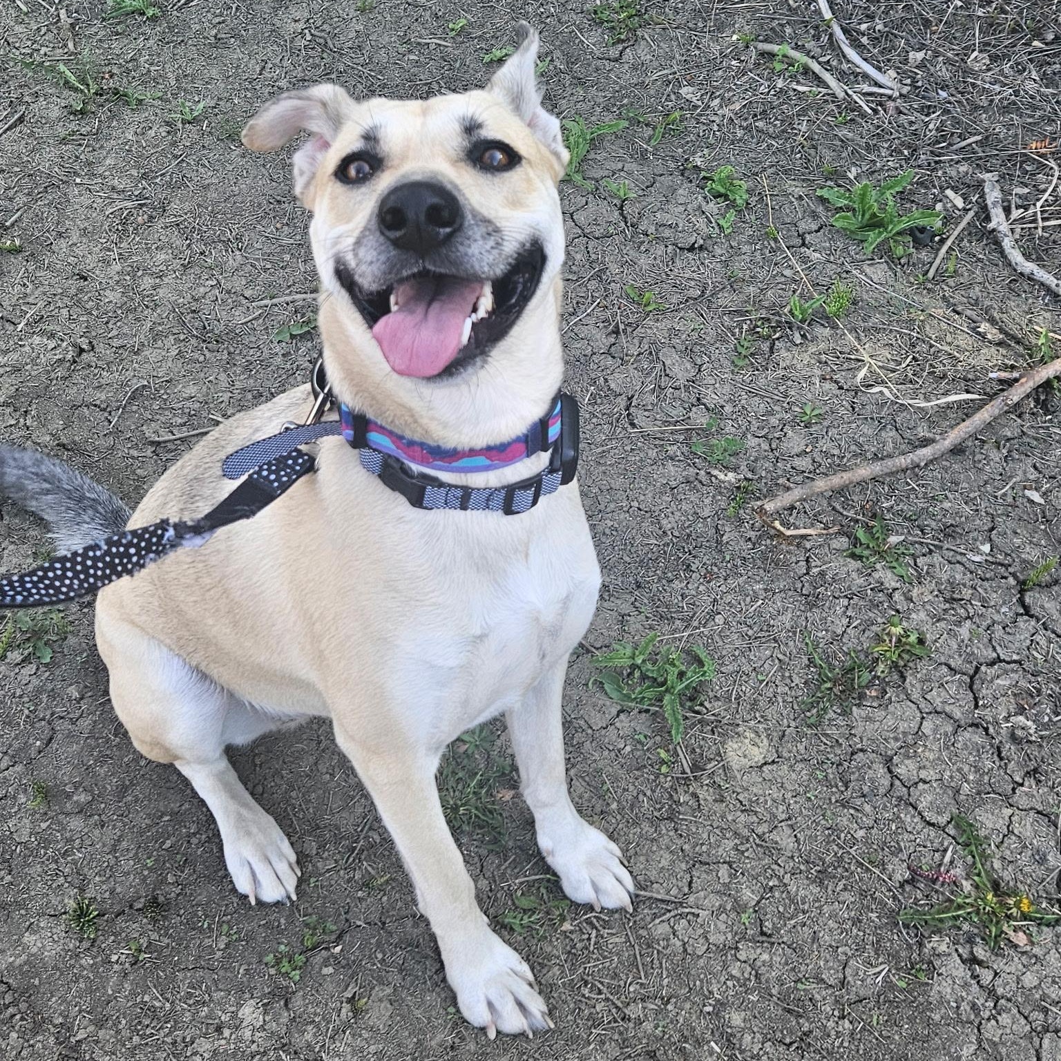 Enlarge Lola, a ADOPTABLE mixed breed in Edmonton, AB image 3/6