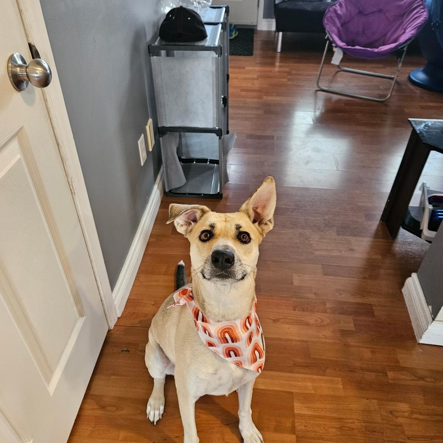 Enlarge Lola, a ADOPTABLE mixed breed in Edmonton, AB image 2/6