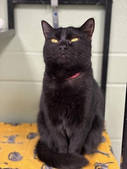 Enlarge Dove, a Adoptable Domestic Short Hair in Columbia City, IN image 1/3