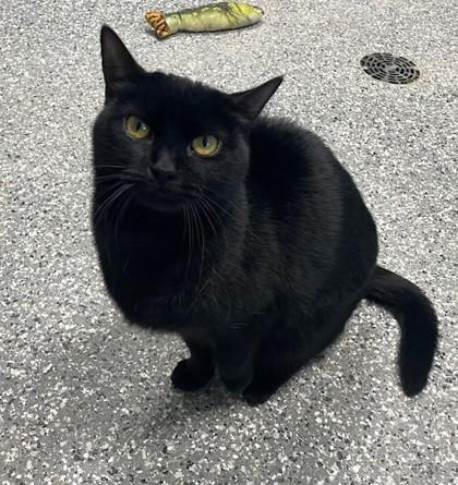 Enlarge Dove, a Adoptable Domestic Short Hair in Columbia City, IN image 2/3