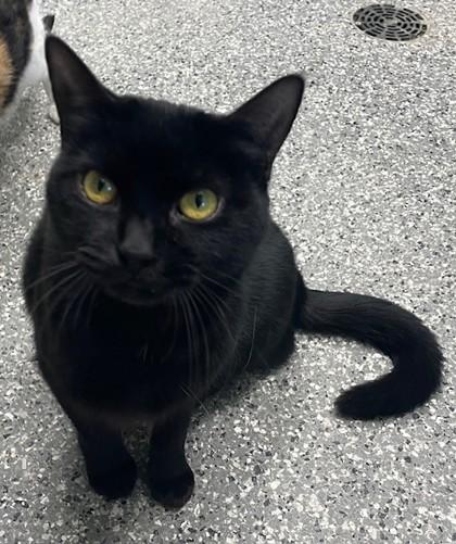 Enlarge Dove, a Adoptable Domestic Short Hair in Columbia City, IN image 3/3