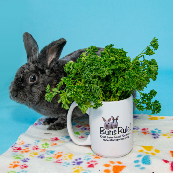 Enlarge Charlie, a Adoptable Bunny Rabbit in Whittaker, MI image 2/6