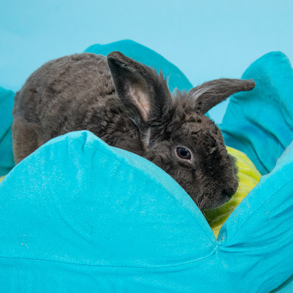 Enlarge Charlie, a Adoptable Bunny Rabbit in Whittaker, MI image 3/6