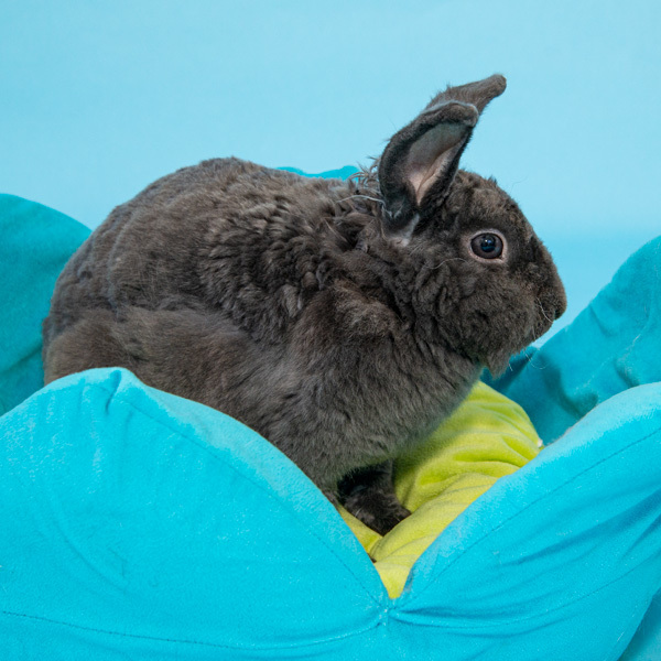 Enlarge Charlie, a Adoptable Bunny Rabbit in Whittaker, MI image 4/6