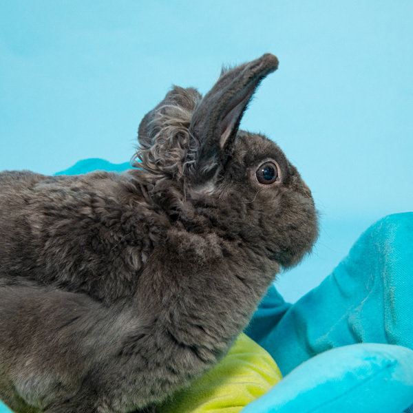 Enlarge Charlie, a Adoptable Bunny Rabbit in Whittaker, MI image 5/6
