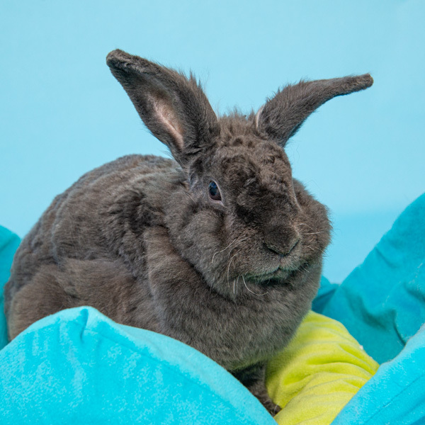 Enlarge Charlie, a Adoptable Bunny Rabbit in Whittaker, MI image 6/6