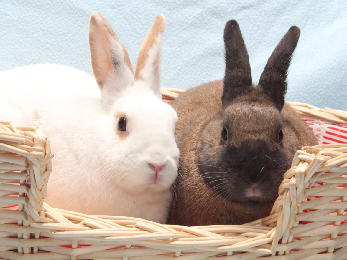 TOM TOM, Adoptable, Adult Male Bunny Rabbit.