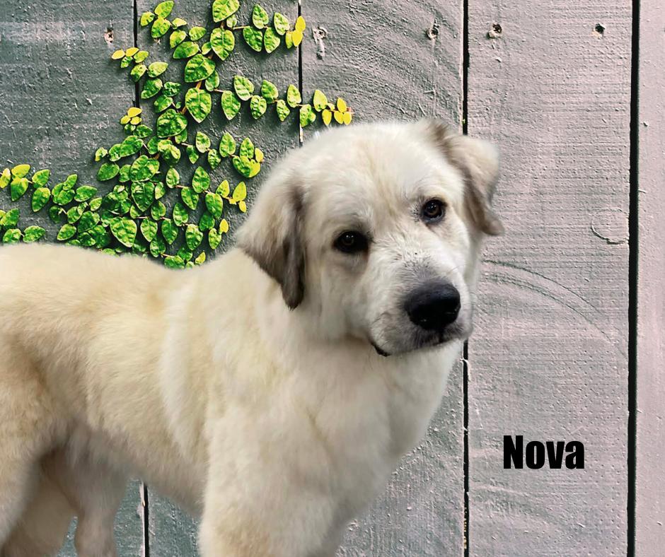 Enlarge Nova, a ADOPTABLE Great Pyrenees in Marshville, NC image 2/3