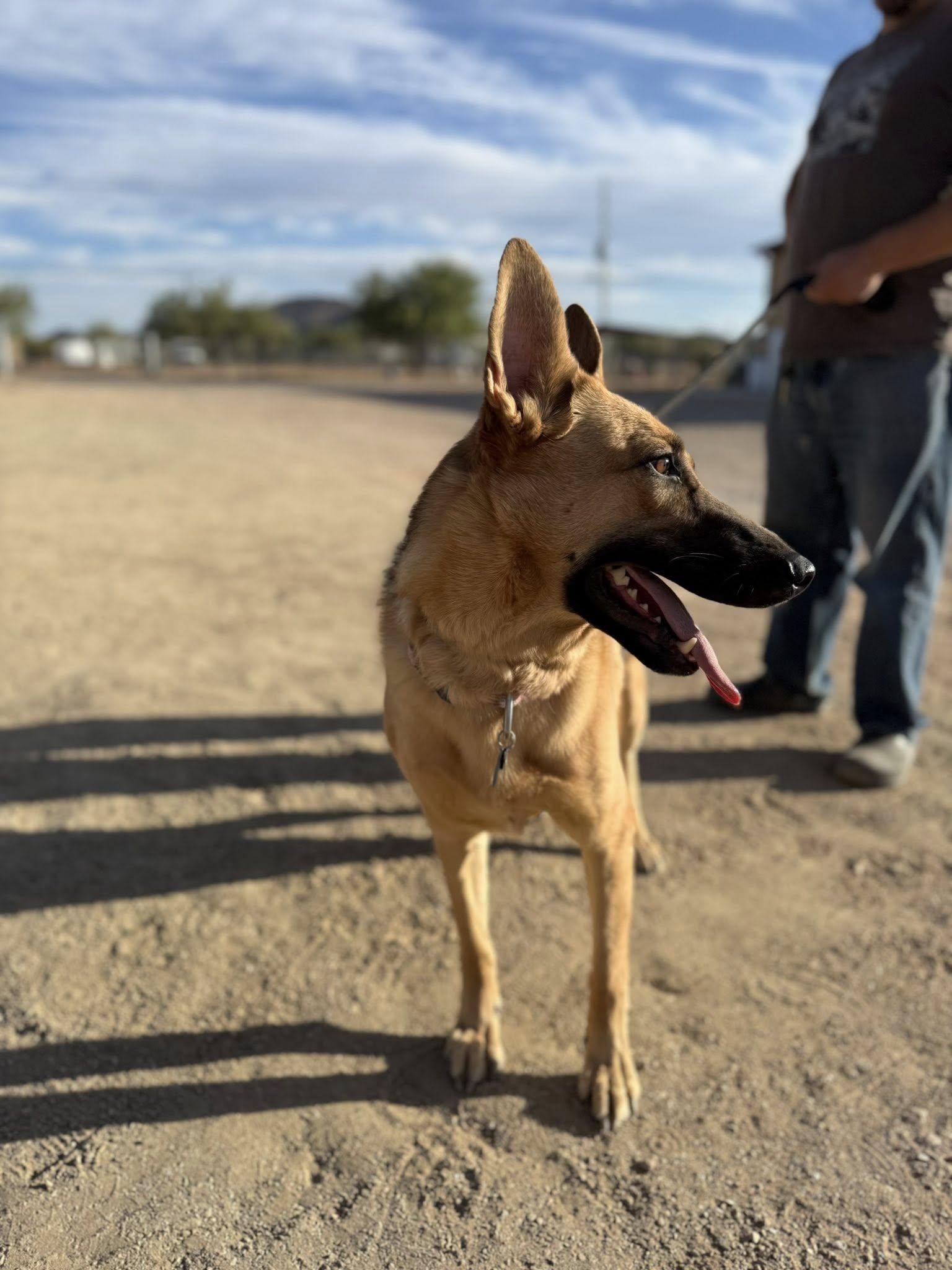 Duchess (Rose), a ADOPTABLE German Shepherd Dog in Glendale, AZ image 4/6