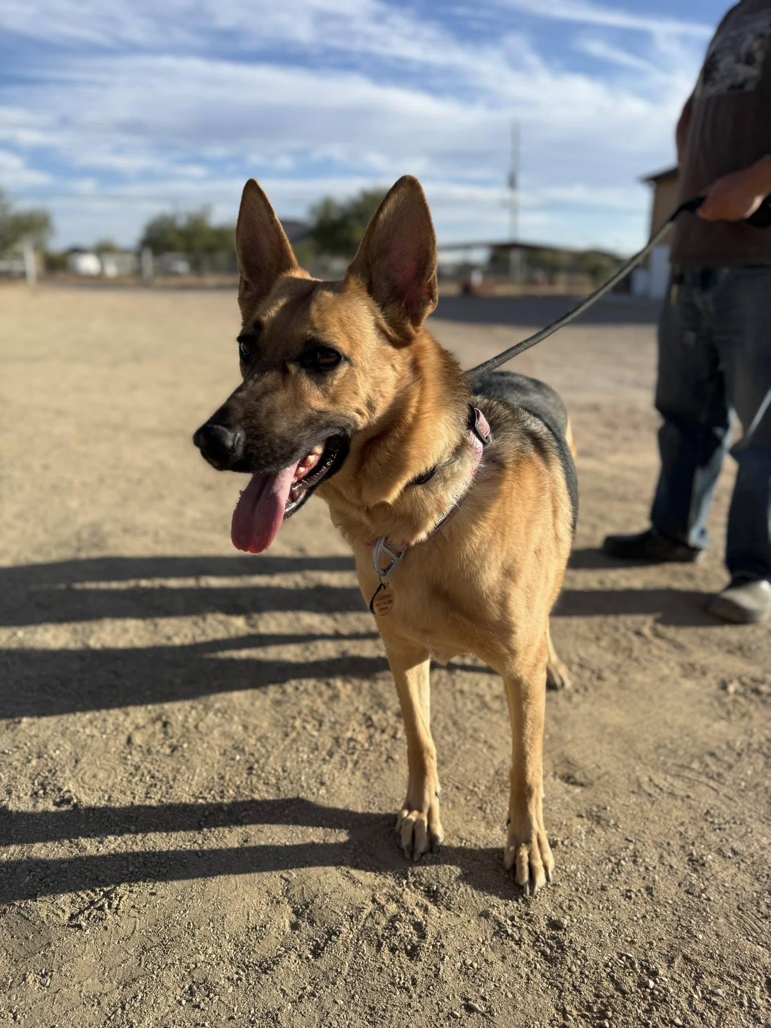 Duchess (Rose), a ADOPTABLE German Shepherd Dog in Glendale, AZ image 2/6