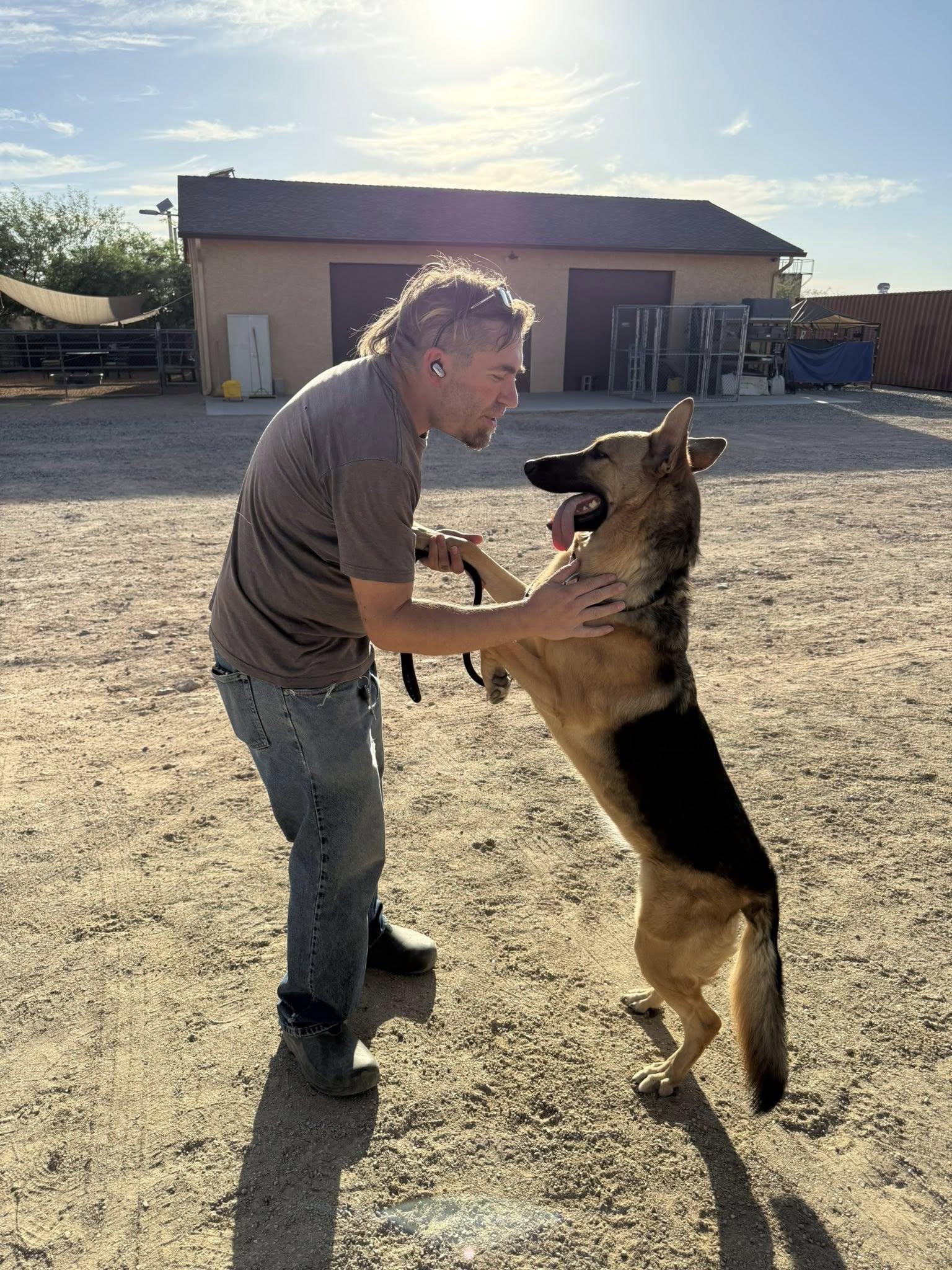 Duchess (Rose), a ADOPTABLE German Shepherd Dog in Glendale, AZ image 3/6