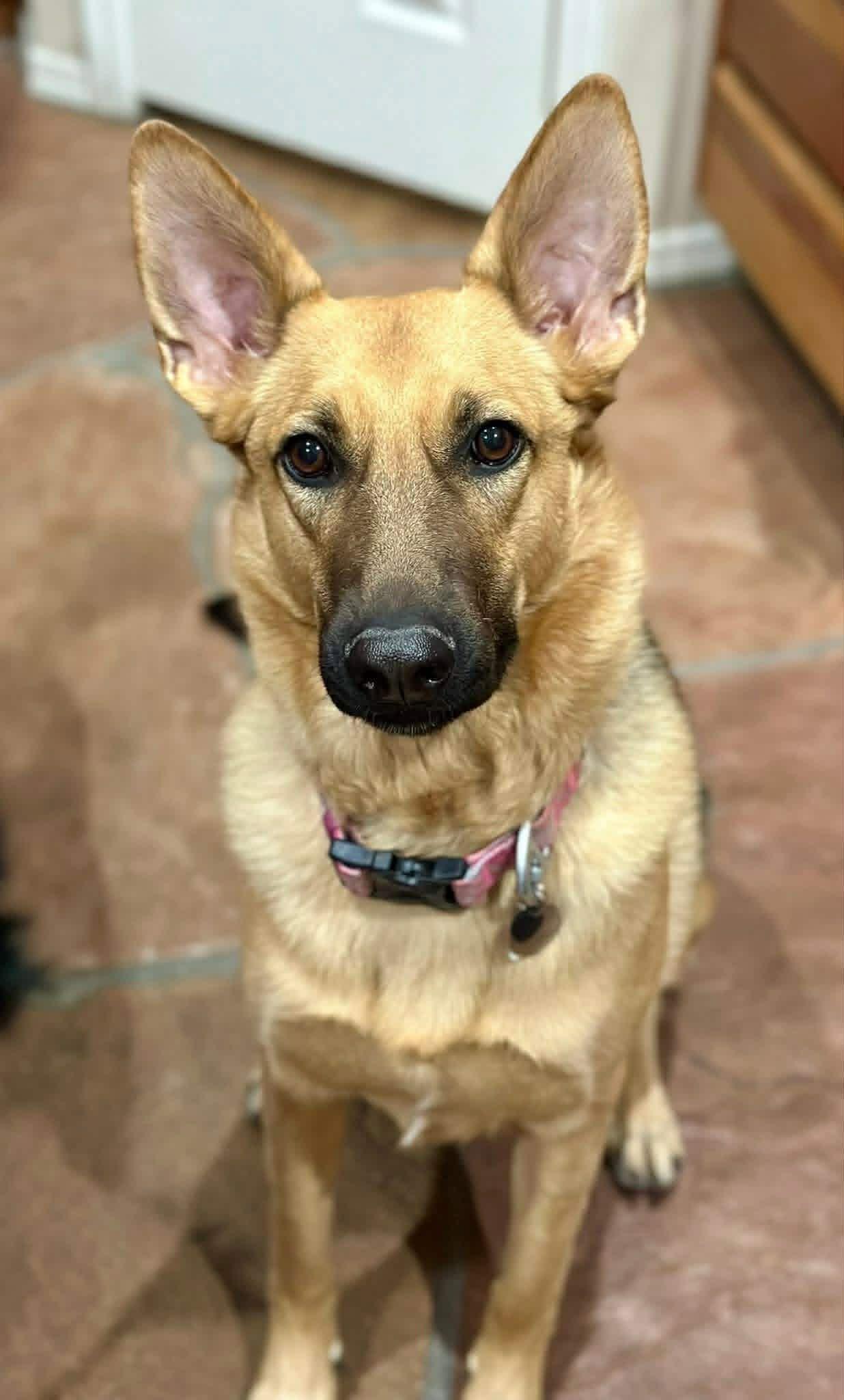 Duchess (Rose), ADOPTABLE, Young Female German Shepherd Dog.