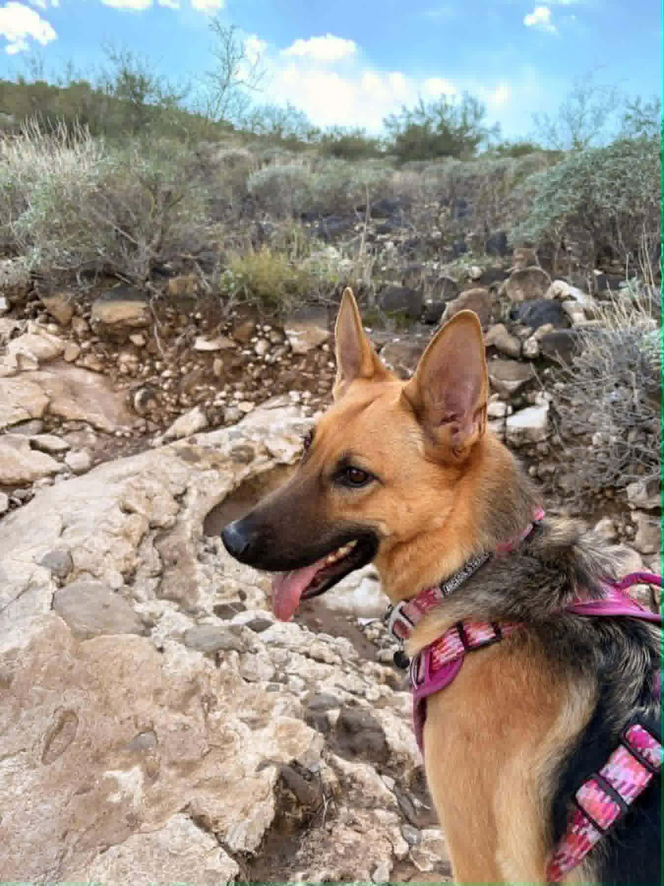 Duchess (Rose), a ADOPTABLE German Shepherd Dog in Glendale, AZ image 6/6
