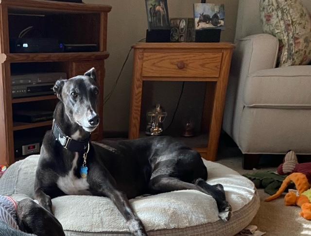 Yogi, ADOPTABLE, Adult Male Greyhound.