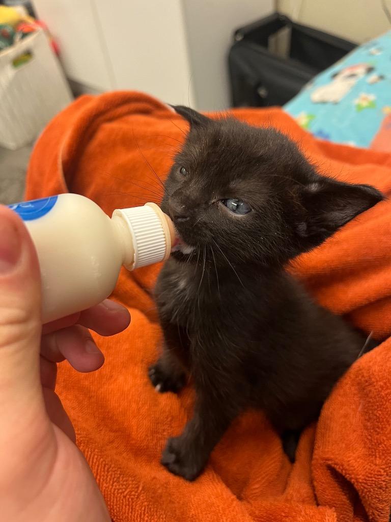 Juicebox, Adoptable, Kitten Male Domestic Short Hair.