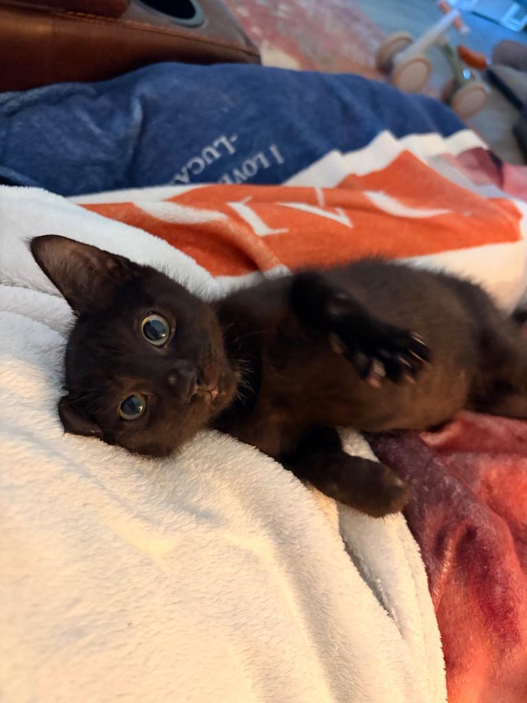 Enlarge Juicebox, a Adoptable mixed breed in Neosho, MO image 2/3