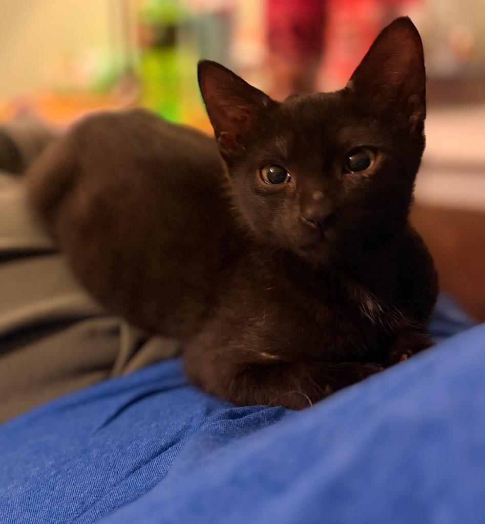 Enlarge Juicebox, a Adoptable mixed breed in Neosho, MO image 3/3