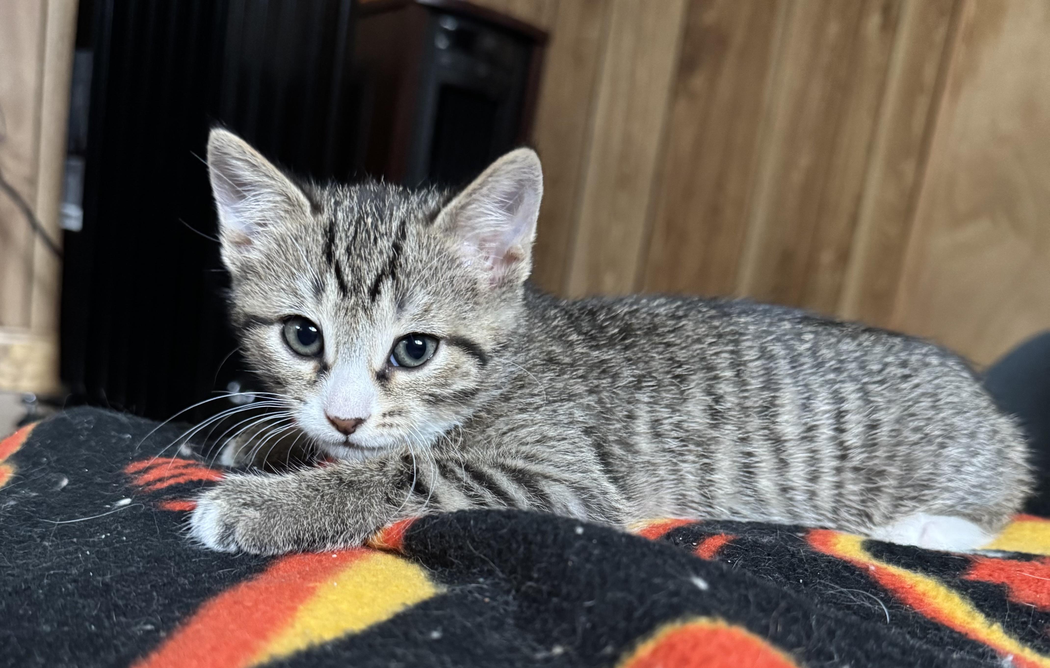 Ziggy, adopted, Kitten Male Domestic Short Hair.