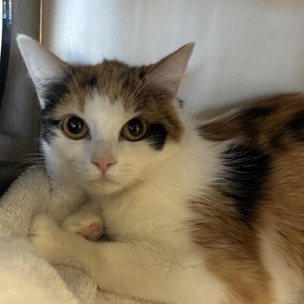 Enlarge KeeKee, a Adoptable Domestic Short Hair in Park City, UT image 1/1