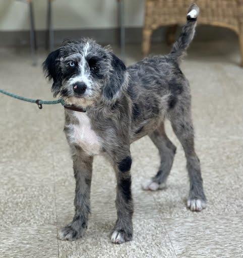 Doodle, adopted, Young Female Poodle & Catahoula Leopard Dog.