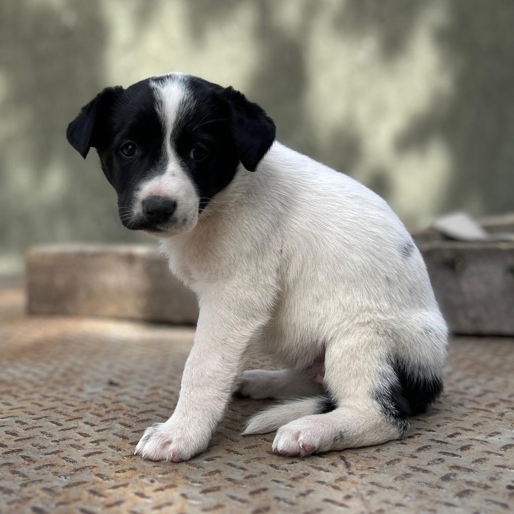 Luna, Baby Female Shepherd