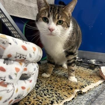 Enlarge Simba (ID 51200/1346), a ADOPTABLE Domestic Short Hair in Manassas, VA image 1/2