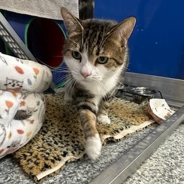 Enlarge Simba (ID 51200/1346), a ADOPTABLE Domestic Short Hair in Manassas, VA image 2/2
