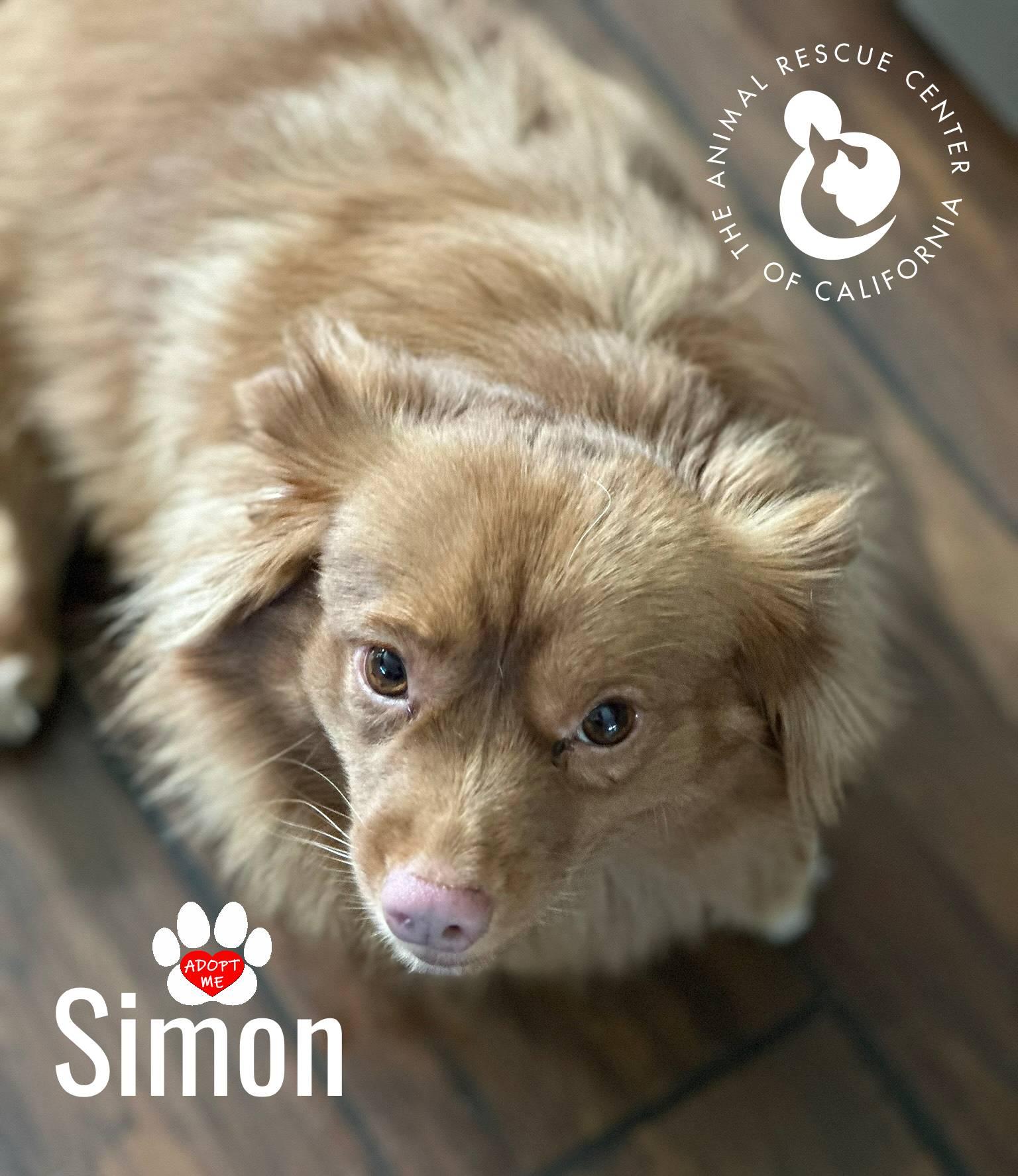 Simon, Adoptable, Adult Male Chihuahua.