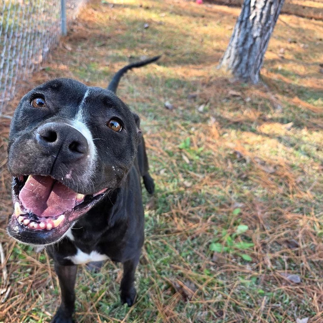 ELM 11 (Jade), Adoptable, Adult Female Mixed Breed.