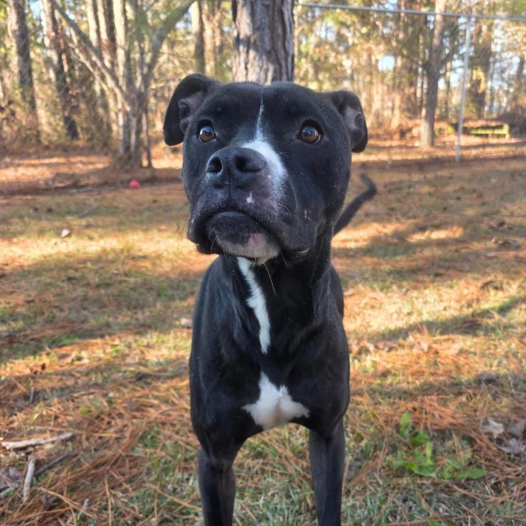 Enlarge ELM 11 (Jade), a Adoptable Mixed Breed in Gadsden, AL image 4/6