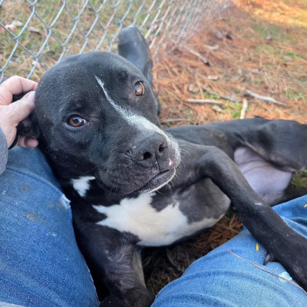 Enlarge ELM 11 (Jade), a Adoptable Mixed Breed in Gadsden, AL image 5/6