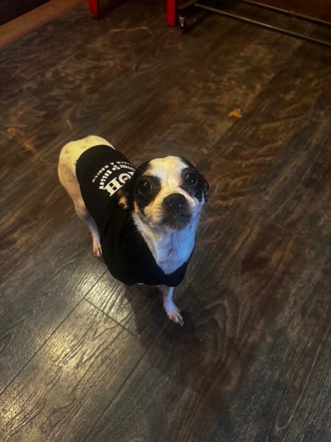 Nay Nay, Adopted, Adult Female Toy Fox Terrier & Chihuahua.