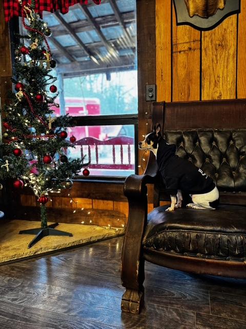 Nay Nay, a Adopted mixed breed in Stewart, TN image 3/5