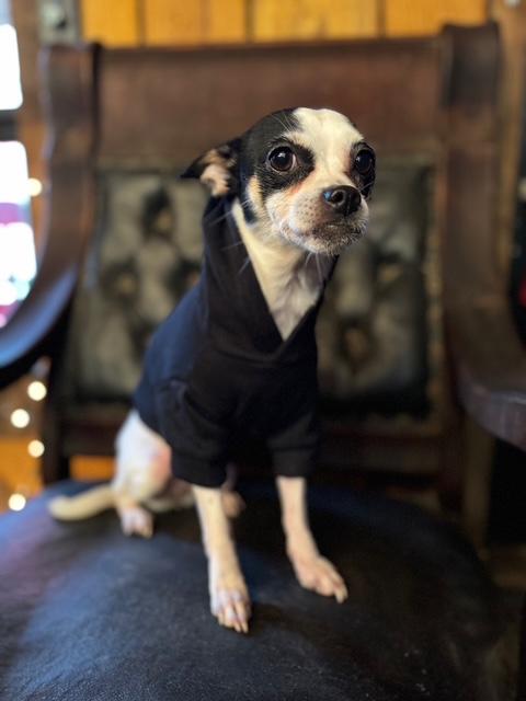Nay Nay, Adopted, Adult Female Toy Fox Terrier & Chihuahua.
