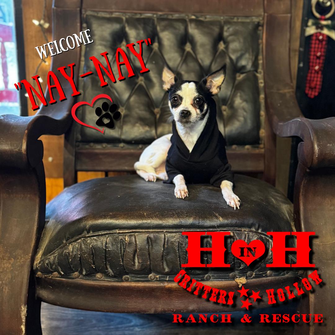 Nay Nay, a Adopted mixed breed in Stewart, TN image 5/5