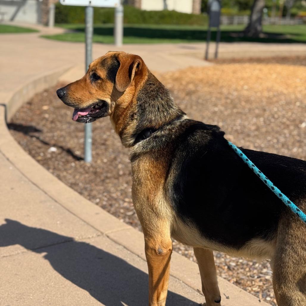 Sony, Adoptable, Adult Male German Shepherd Dog.