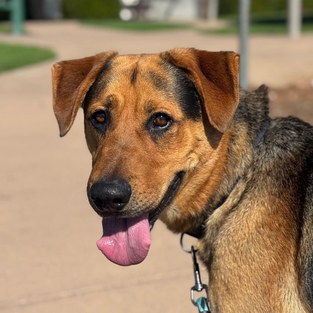 Enlarge Sony, a Adoptable German Shepherd Dog in Santa Barbara, CA image 2/6