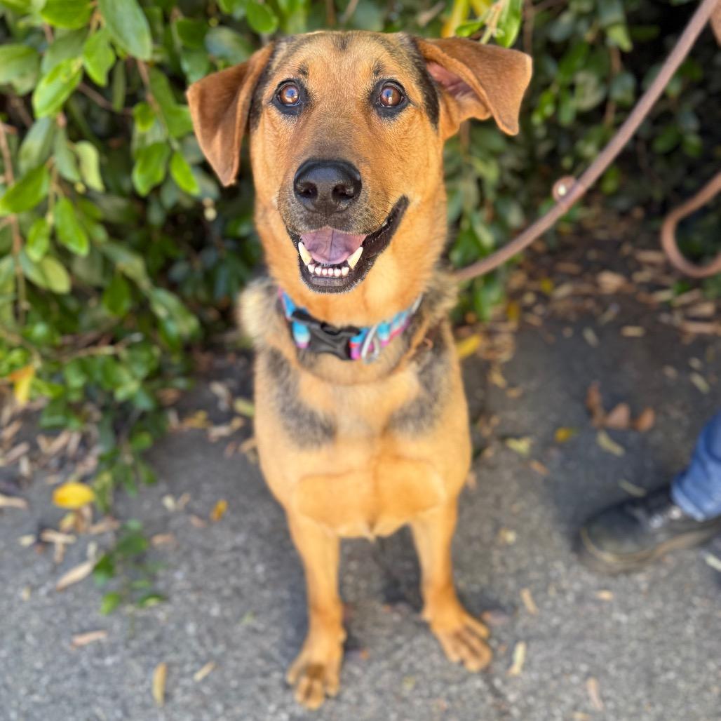 Sony, a Adoptable German Shepherd Dog in Santa Barbara, CA image 3/6
