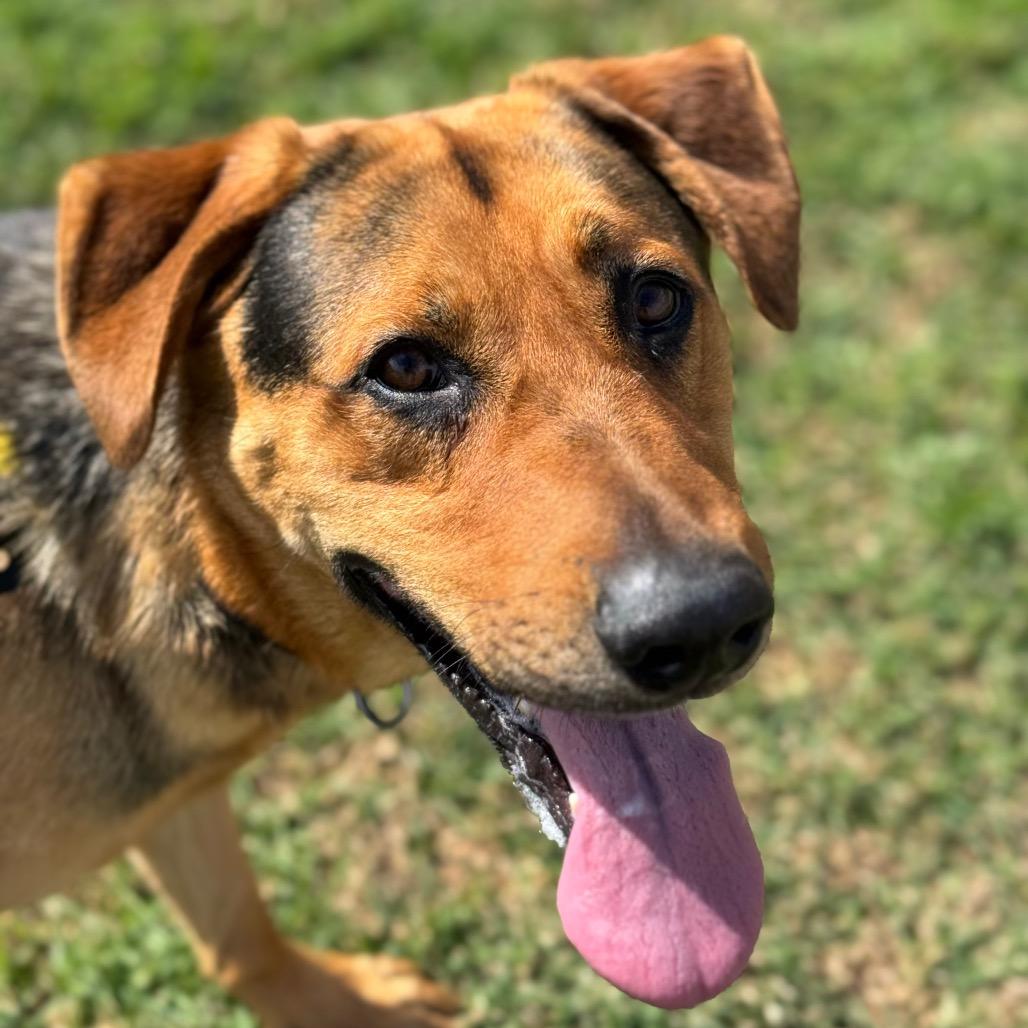 Enlarge Sony, a Adoptable German Shepherd Dog in Santa Barbara, CA image 3/6