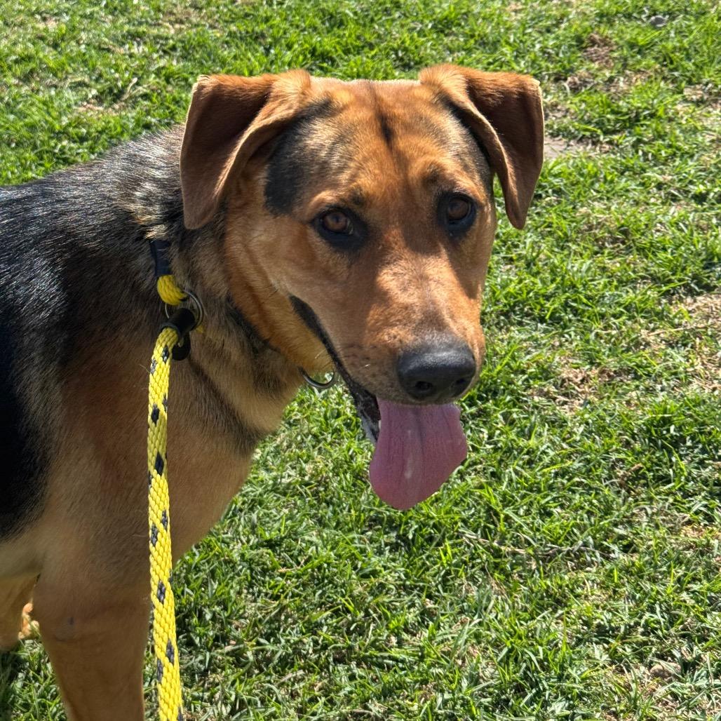 Enlarge Sony, a Adoptable German Shepherd Dog in Santa Barbara, CA image 4/6